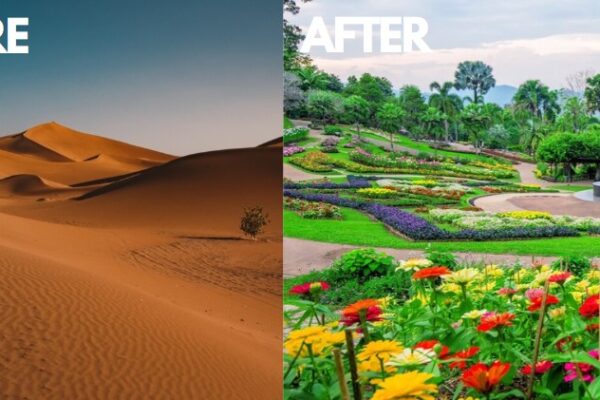 High Desert Gardening Tips: How to Grow a Beautiful Garden in Arid Climates