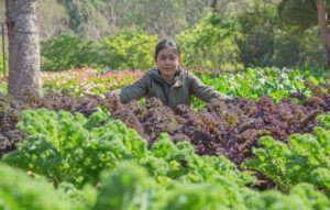 Vegetable Gardening on a Hill: A Flourishing Vertical Venture