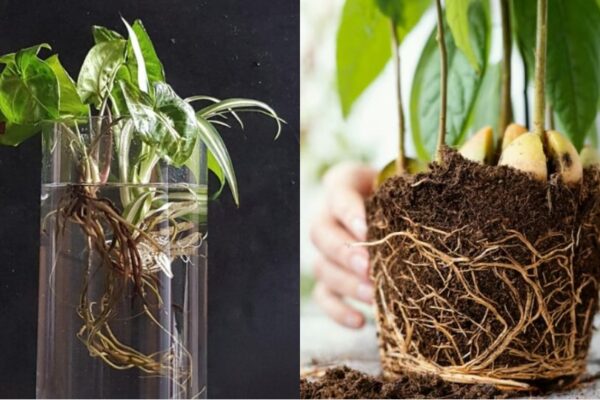Water Roots vs Soil Roots: Navigating the Depths of Plant Growth