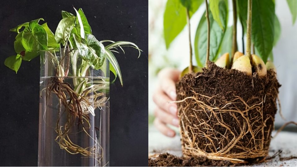 Water Roots vs Soil Roots: Navigating the Depths of Plant Growth
